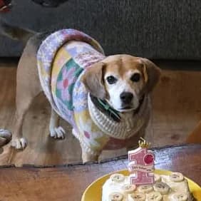 Linda, perrita del hostal